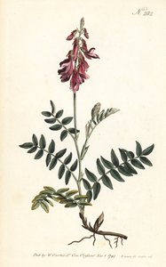 Sainfoin des Alpes - Alpine sainfoin, Hedysarum hedysaroides (Creeping rooted hedysarum obscurum) - William Curtis