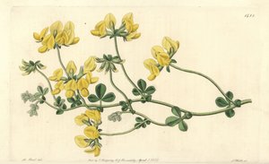 砂の蓮 - 砂の蓮、Lotus arenarius。Sydenham Edwards