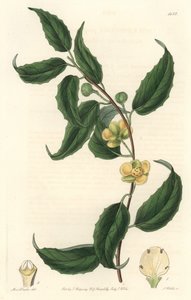 Schisandraは黄色い花を咲かせる、ネパール原産 - Sarah Anne Drake（1803-1857）のイラストからS.Wattsが描いたWater forte、Botanical Registerより。 作： Sydenham Teast Edwards