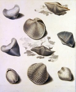 貝殻と海の植物（紙に鉛筆、ペン、インク、水彩）（351984、351986、351987も参照） 作： Sydenham Teast Edwards