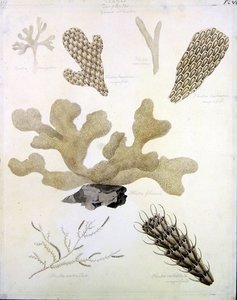 貝殻と海の植物（鉛筆、ペン、インク、水彩、紙）（351984、351985、351986も参照）