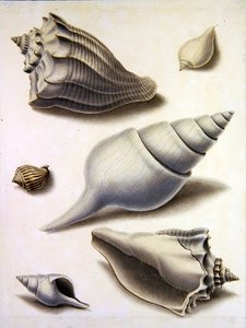 貝殻と海の植物（鉛筆、ペン、インク、水彩、紙）（351984、351985、351987も参照） 作： Sydenham Teast Edwards