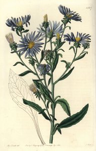 アスター・スペクタビリス（Aster spectabilis）。Sydenham Edwards
