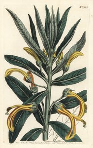 Siphocampylus giganteus, endangered (Gigantic lobelia, Lobelia gigantea).William Curtis