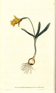 Small narcissus - Least daffodil, Narcissus pseudonarcissus subsp.minor (ナルキッソスマイナー).William Curtis