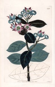 Sodom Apple Tree or Silk Tree - イギリスのSydenham Edwards (1768-1819)のBotanical Registerに掲載されたSarah Anne Drake (1803-1857)のイラストをS.Wattsがエングレーヴィングしたものです。 作： Sydenham Teast Edwards