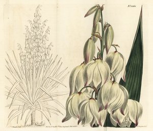 スパニッシュ・ダガー、または見事なアダムズ・ニードル、ユッカ・グロリオサ（Yucca gloriosa）。William Curtis