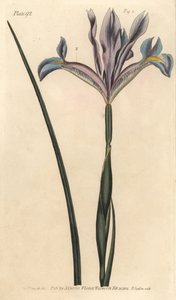 スパニッシュ・アイリス（Iris xiphium）。William Curtis