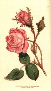 Sparkling rose (sparkling rose) - Pink moss, Rosa centifolia f. muscosa (Rosa muscosa).William Curtis