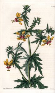 スパイシーポピー - イギリスのSydenham Edwards（1768-1819）のBotanical Registerに掲載されているSarah Anne Drake（1803-1857）のイラストをS.Wattsがエングレーヴィングしたもの。 作： Sydenham Teast Edwards
