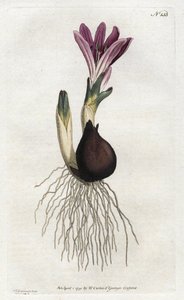 Sydenham Edwards（1768-1819）によるリトグラフ、William Curtis