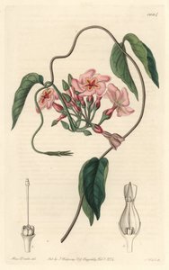 Stellar echite, native of Brazil - Water forte by S. Watts from an illustration by Sarah Anne Drake (1803-1857), from Botanical Register 作： Sydenham Teast Edwards