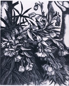 Stinking Hellebore, Nature in Britain (Collins社) 作： Sydenham Teast Edwards