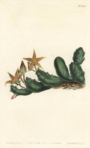 Stisseria geminata（二輪のスタペリア、Stapelia geminata）。William Curtis