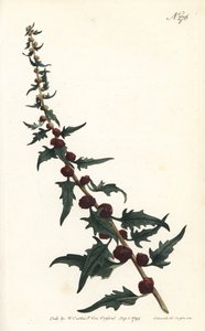バゲットの中のストロベリー・スピナード - リーフィー・グースフット（Chenopodium foliosum）（ストロベリー・ブライト（Blitum virgatum））。ロンドンのWilliam Curtis