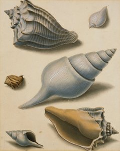 貝殻と海洋植物の研究、
