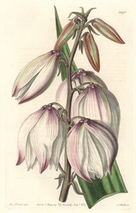 Superb Yucca - Water forte by S. Watts from an illustration by Sarah Anne Drake (1803-1857), from the Botanical Register 作： Sydenham Teast Edwards