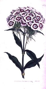Sweet William or Bearded Pink (Dianthus barbatus), William Curtis