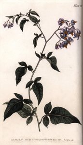 甘い苦い、または苦い甘いナイトシェード。ランベス植物園（イギリス）の植物学会議のために、サイデナム・エドワーズ（1768-1819）が描いたカラー銅版画。 作： Sydenham Teast Edwards
