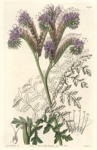 カリフォルニア原産のタンジー・リーフ・ファセリア - サラ・アン・ドレイク（1803-1857）のイラストからS.ワッツが描いたウォーター・フォルテ（Botanical Registerより 作： Sydenham Teast Edwards