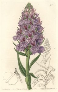 マデイア島の固有種である陸生蘭 - サラ・アン・ドレイク（1803-1857）のイラストからS.ワッツが作成したWater forte、Botanical Registerより
