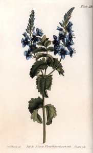 ベロニカ・リトル・オークまたはニセ・ガーマン・ツリー。ランベス植物園（イギリス）の植物学会議のためにサイデナム・エドワーズ（1768-1819）が描いたカラー銅版画。 作： Sydenham Teast Edwards