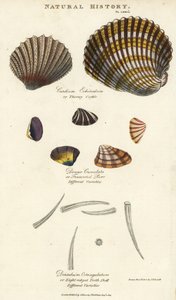 棘のある鳥貝（Cardium echinatum）、切り詰められた鳥貝（Donax crenulata）、八つ裂きの歯貝（Dentalium octangulatum）。John Mason GoodのPantologia, a New Encyclopedia, G. Kearsley, Londonに掲載されたSydenham Edwardsの手彩色銅版画。 作： Sydenham Teast Edwards
