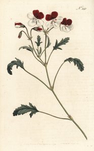 三色の鶴嘴（Pelargonium tricolor）。ロンドンのWilliam Curtis