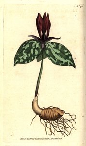 ガマズミやゴマノハグサ（Trillium sessile）。William Curtis