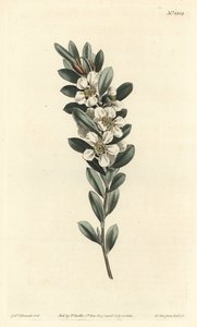Tree a the or Australian myrtle - Coastal tea tree, Leptospermum laevigatum (Smooth fabricia, Fabricia laevigata).William Curtis