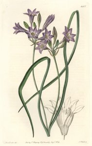 Triteleia ou brodiacea lache - Water forte by S. Watts from an illustration by Sarah Anne Drake (1803-1857), from Botanical Register