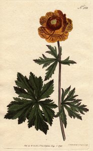 シベリアやカッパドキアに自生する、濃い黄色の花を咲かせるトロールやアジアンゴールドボール。濃い黄色の花を咲かせるアジアングローブフラワー。シベリア、カッパドキア原産。Trollius asiaticus（トロリウス・アシアティカス）。Sydenの植物図鑑からの手彩色銅版画 作： Sydenham Teast Edwards