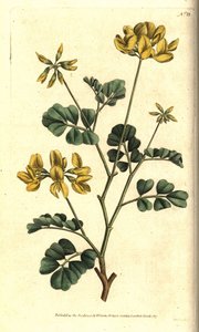 Valencia Coronilla - Scorpion Vetch, Coronilla valentina subsp.glauca (Sea-green or day-smelling coronilla, Coronilla glauca).William CurtisのThe Botanical Magazineに掲載されたSydenham Edwardsの植物図版に手彩色した銅版画。 作： Sydenham Teast Edwards