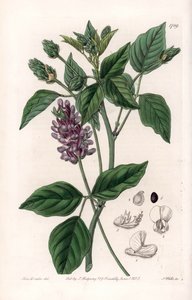 Variete de Psoralea - イギリスのSydenham Edwards (1768-1819)のBotanical Registerに掲載されたSarah Anne Drake (1803-1857)のイラストをS.Wattsがエングレービングしたボード。 作： Sydenham Teast Edwards