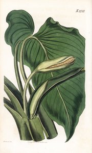 Variete de calla ou arum - Aromatic calla, Homalomena aromatica (Calla aromatica).ロンドンのSamuel Curtis