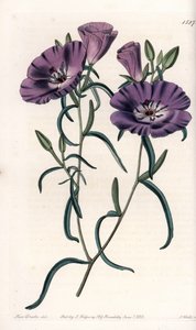 南アメリカ原産のクラークリアの変種 イギリスのSydenham Edwards（1768-1819）のBotanical Registerに掲載されているSarah Anne Drake（1803-1857）のイラストをS.Wattsが加工したもの。