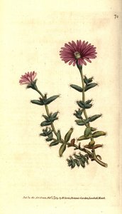 フィコイドの変種 - ヒゲのあるイチジクキンポウゲ（Mesembryanthemum barbarum）。William Curtis