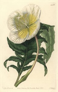 oenothere or grass with donkeys or evening primroseの変種 - White upright evening primrose, Oenothera anisoloba.Sydenham Edwards