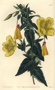 月見草の品種とロバ - 月見草、Oenothera fruticosa subsp.glauca (Glaucous oenothera, Oenothera glauca).Sydenham Edwards