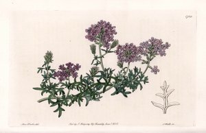 Verbena multifide - イギリスのSydenham Edwards (1768-1819)のBotanical Registerに掲載されたSarah Anne Drake (1803-1857)のイラストをS.Wattsが描いたもの。 作： Sydenham Teast Edwards