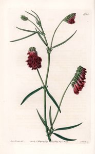 Vesces Variete - イギリスのSydenham Edwards (1768-1819)のBotanical Registerに掲載されているSarah Anne Drake (1803-1857)のイラストをS.Wattsがエングレーヴィングしたもの。 作： Sydenham Teast Edwards