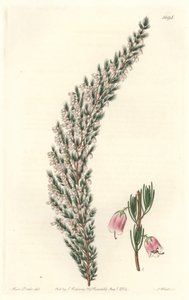 ヨーロッパ原産のVesicular Epiary - Sarah Anne Drake (1803-1857)のイラストからS.Wattsが描いたWater forte、Botanical Registerより。 作： Sydenham Teast Edwards