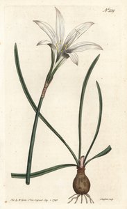 Virginia Amaryllis - Atamasco lily, Zephyranthes atamasco (Amaryllis atamasco) - Sydenham Edwards rom William Curtis
