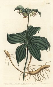 Virginia Medeole or wild cucumber - Indian cucumber, Medeola virginiana.William Curtis