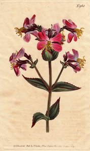 紫やピンクの花を咲かせるヴァージニア・レキシア ピンクやモーヴ色のカラフルな花を咲かせるヴァージニア・レキシア。Rhexia virginica.ウィリアム・カーティスの "Botanical Magazine "1790-1に掲載されたSydenham Edwardsの植物図鑑からの手彩色銅版画 作： Sydenham Teast Edwards