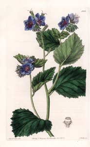 Viscous Phacelia - イギリスのSydenham Edwards (1768-1819)のBotanical Registerに掲載されたSarah Anne Drake (1803-1857)のイラストをS.Wattsがエングレーヴィングしたもの。 作： Sydenham Teast Edwards