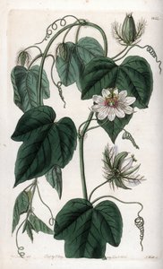 白い花のパッションフラワー - イギリスのSydenham Edwards(1768-1819)のBotanical Registerに掲載されたSarah Anne Drake(1803-1857)のイラストをS.Wattsがエングレービングしたボード。 作： Sydenham Teast Edwards