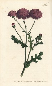 野生のシネレア - パープルグラウゼルまたはラグワート（Senecio elegans）。ロンドンのWilliam Curtis