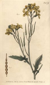 野生の大根、Raphanus raphanistrum、Siliquosa。William Curtis