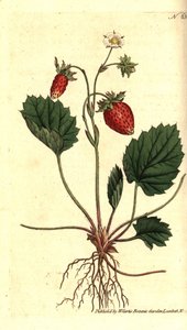 野いちご、Fragaria vesca（一葉のいちご、Versaillesのいちご、Fragaria monophylla）。William Curtis
